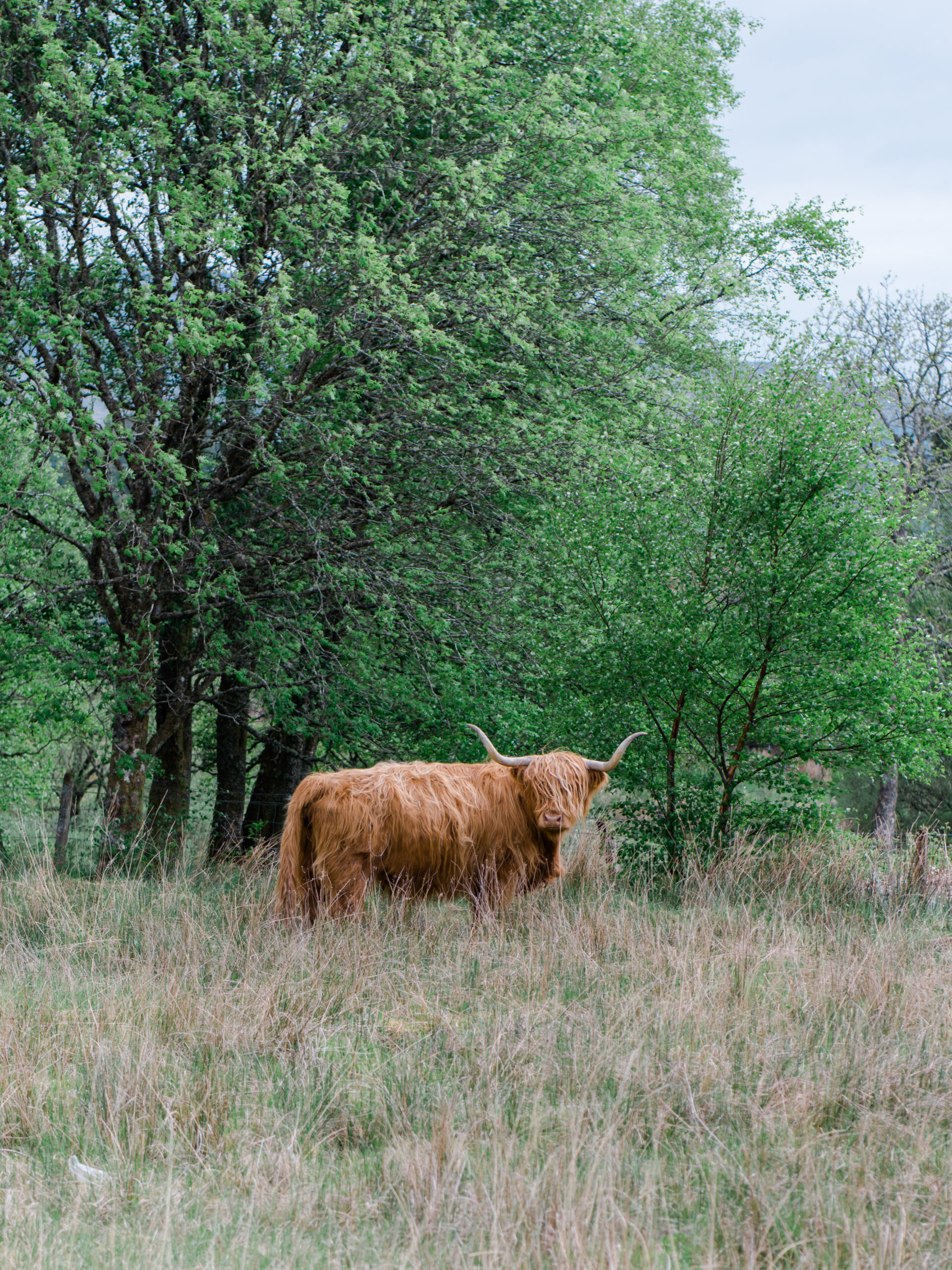 Highland cow.