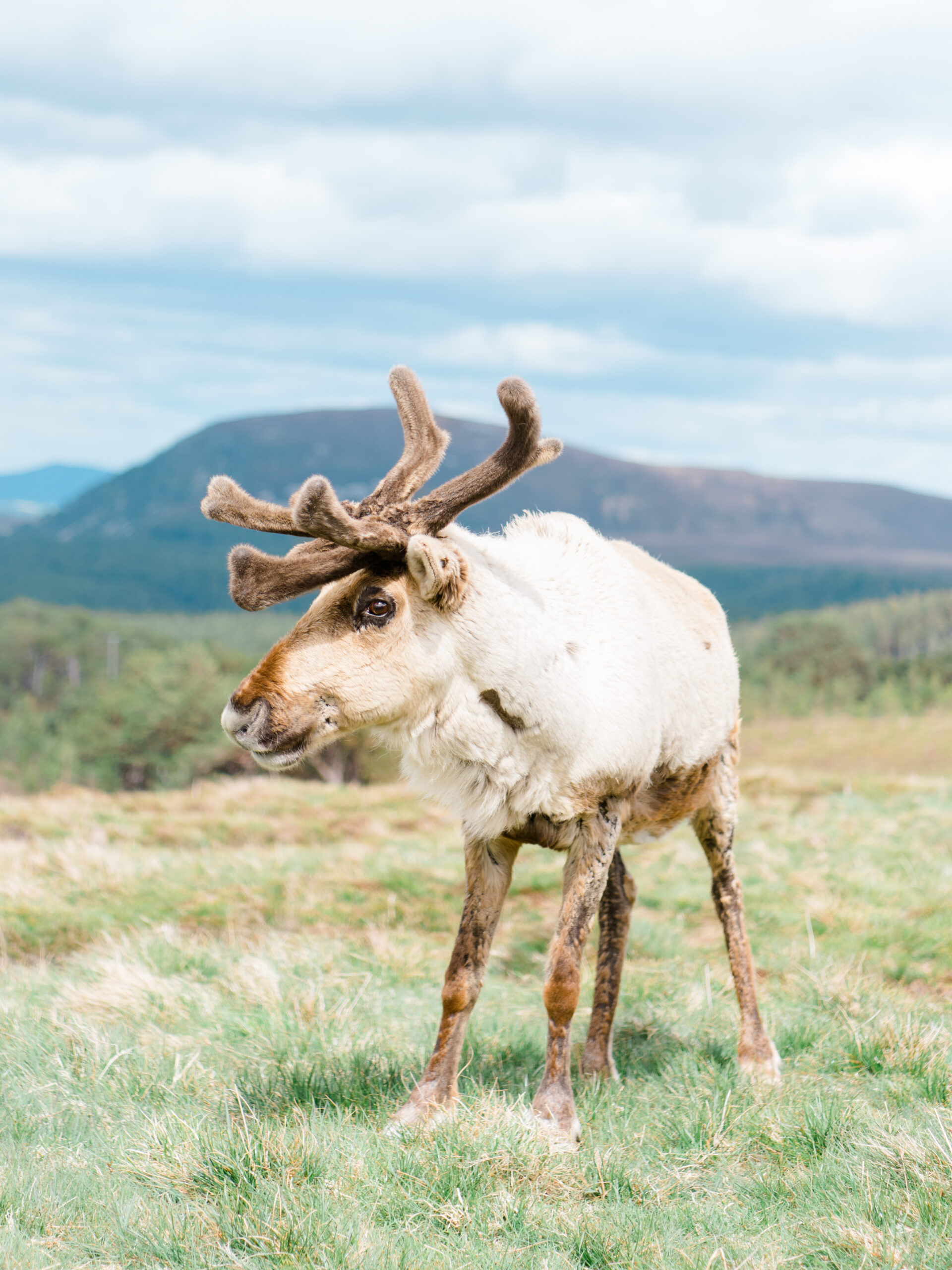 Reindeer - Cairngorm's.